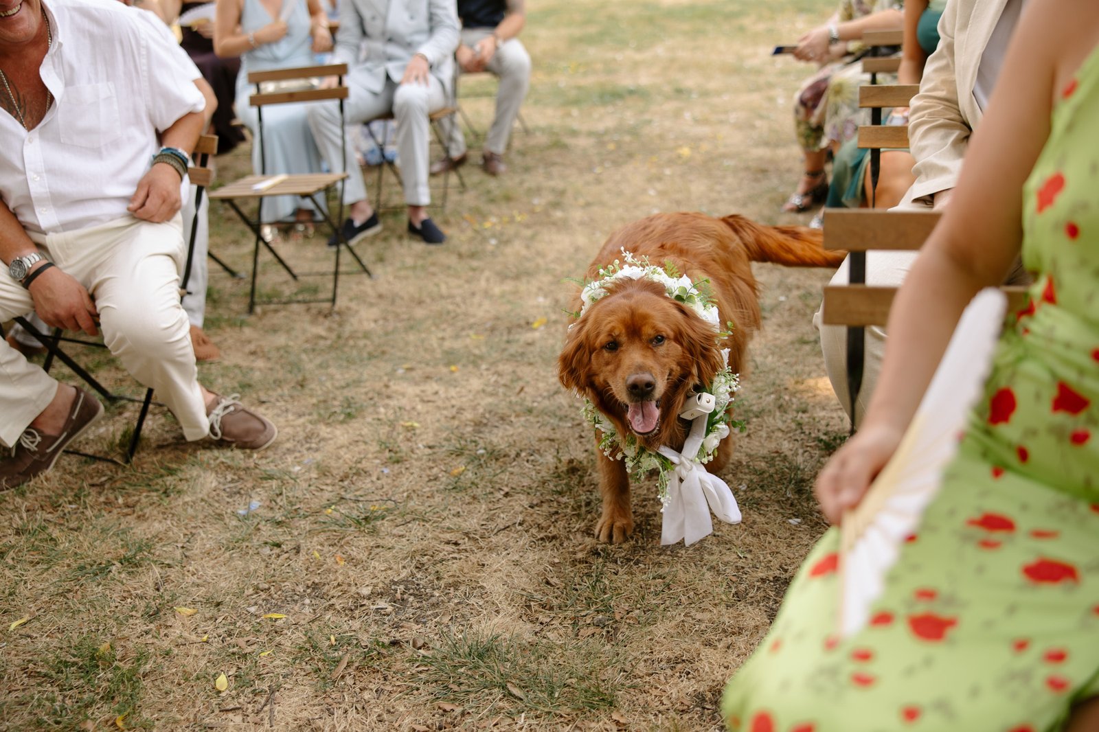 A golden retriever wearing a flower garland walks down an aisle outdoors, surrounded by seated people at what appears to be a wedding ceremony.
